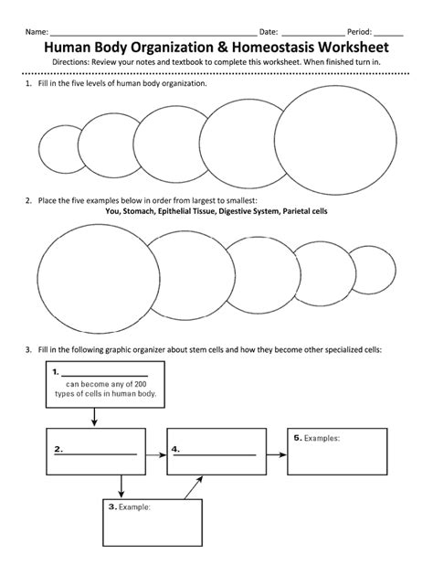 Body Homeostasis Worksheet - Fill Online, Printable, Fillable, Blank ...