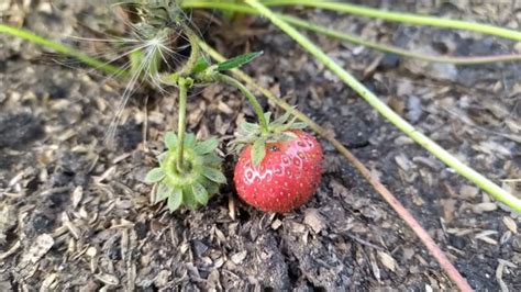 Strawberry, Garden, Strawberries. Free Stock Video - Pixabay