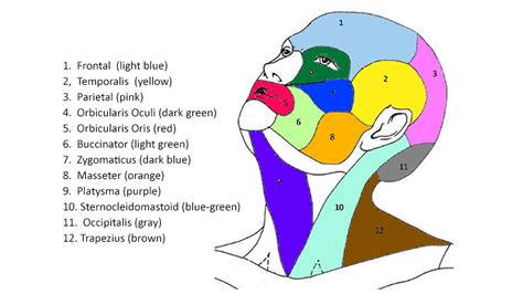 Muscles Of The Head And Neck Worksheet - prntbl.concejomunicipaldechinu.gov.co