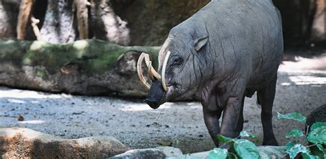 Babirusa: Characteristics, Diet, Facts & More [Fact Sheet]