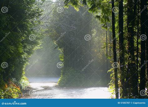 Entrance To the Pacific Rim Rainforest Stock Image - Image of natural ...