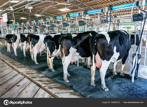 Cows in farm, Cow milking facility with modern milking machines. Stock Photo by ©praewa ...