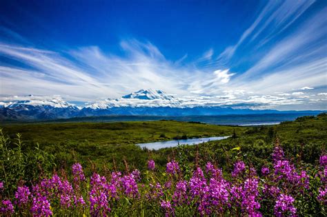 America's Great Outdoors, Fireweed blooms in the late Alaskan summer and...