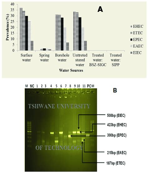 (A) Prevalence of pathogenic stains of E. coli from different water ...