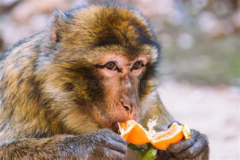 Barbary Macaque Monkey Eating a Tangerine, Ifrane, Morocco Stock Image ...