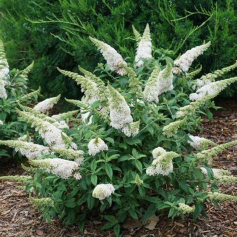 Buddleia Pugster White® | Kiefer Nursery: Trees, Shrubs, Perennials