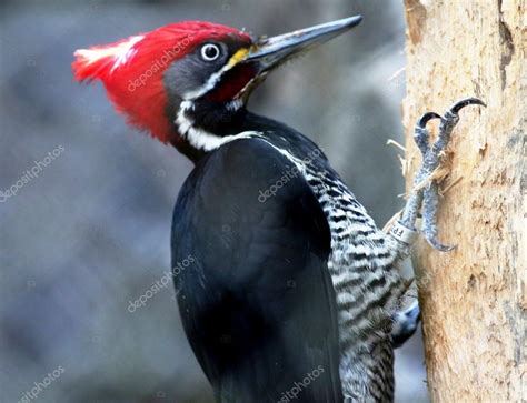 Cabeza de pájaro carpintero rojo — Foto de Stock #32629097 — Depositphotos