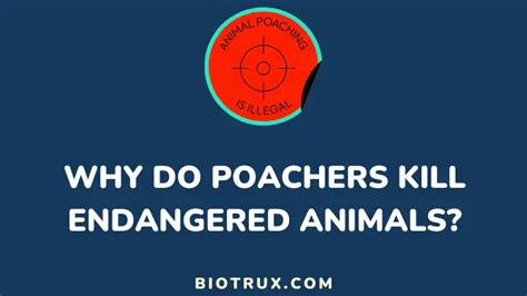 Motives Behind Poaching: Why Do Poachers Kill Endangered Animals? - biotrux