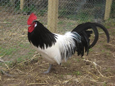 Lakenvelder For Sale | Chickens | Breed Information | Omlet