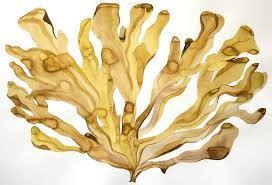 Fucoxanthin powder, a microalgal new treasure-5 major effects - Knowledge - Xi'an Prius ...