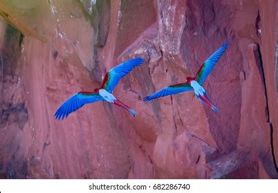 4,139 Brazilian Macaw Images, Stock Photos & Vectors | Shutterstock