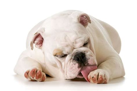 8 Dog Licking Paws Remedies to Try at Home | Canine Weekly