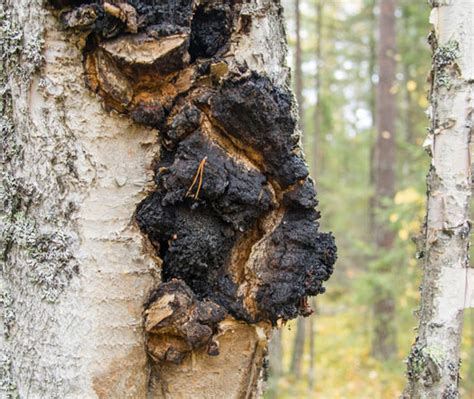 Chaga Mushroom Identification, How to Identify Chaga