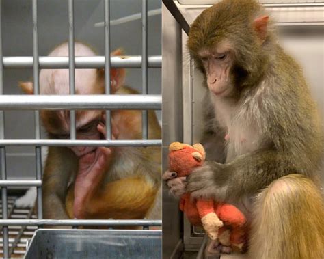 Tell Harvard to End Torturous Experiments on Mothers and Baby Monkeys — Species Unite