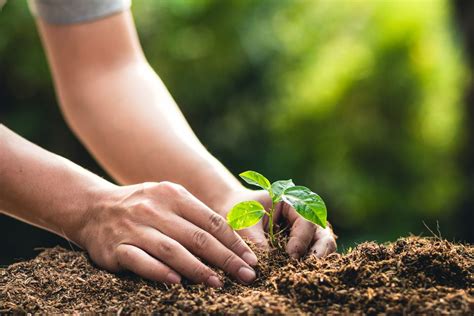 Planting Bare-Root Tree Seedlings