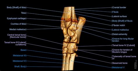 Tarsus anatomy of the dog - normal anatomy | vet-Anatomy