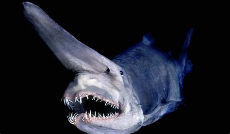 Real Monstrosities: Goblin Shark