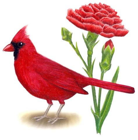 Ohio State Flower | Ohio State Bird and Flower: Cardinal / Cardinalis ...