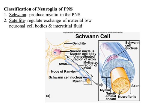 Myelin Formation – Beinyu.com