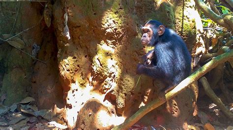 Termite-fishing chimpanzees provide clues to the evolution of technology