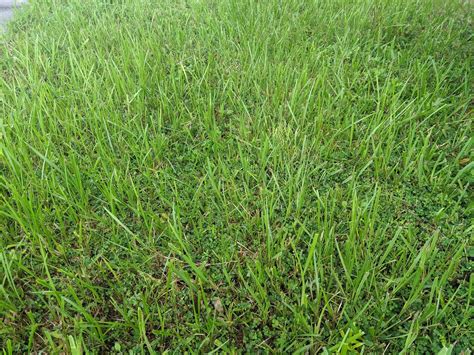 Is Bahia Sod the Right Choice for my Lawn in Orlando, FL?