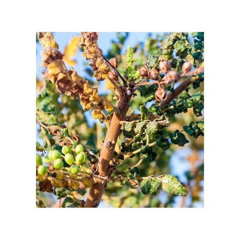 Boswellia sacra seeds, Frankincense tree for sale