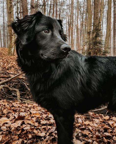 Labernese: Labrador Retriever & Bernese Mountain Dog - The Dogman