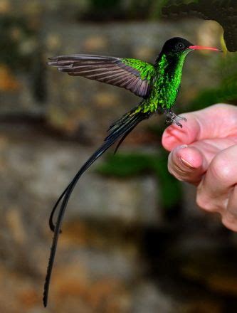 doctor bird jamaica - Google Search | Tat idea | Birds, Hummingbird ...