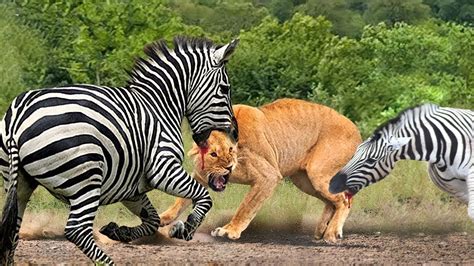 Fierce Battle, Can Zebras Escape The Hunt Of Hungry Lions? Lion vs ...