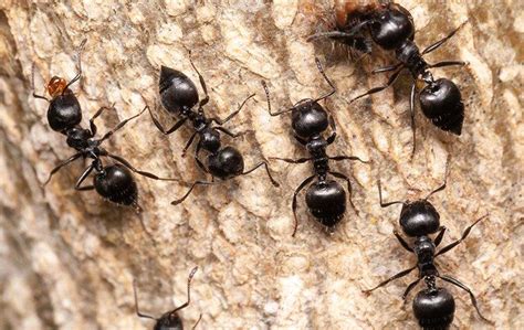 What Every Rock Island Homeowner Ought To Know About Acrobat Ants | Quik-Kill