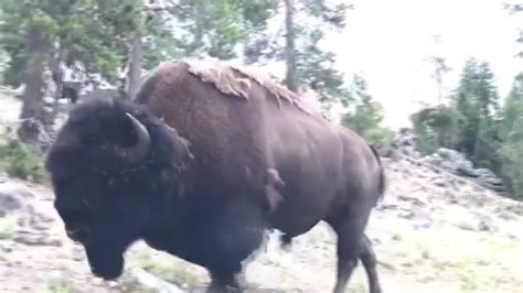 Charging bison tosses girl, 9, into air at Yellowstone National Park ...