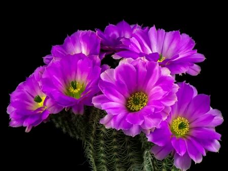 PURPLE CACTUS FLOWERS - Flowers & Nature Background Wallpapers on Desktop Nexus (Image 2368689)