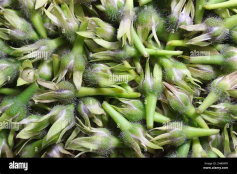 many green morning glory seeds Stock Photo - Alamy