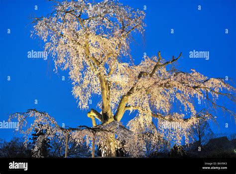 Cherry Blossoms Festival at Maruyama Park, Kyoto JP Stock Photo - Alamy