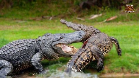 American Alligator Vs Black Caiman - The Ultimate Showdown! - YouTube