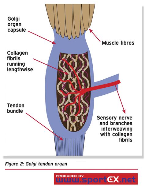 Golgi tendon organ | sportEX dynamics 2010;25(Jul):12-16 | sportEX ...