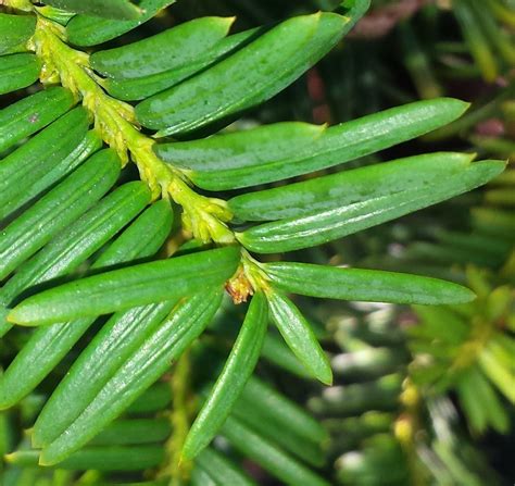 Japanese Yew (Brandeis University - Lichen, Fungi and Non-flowering ...