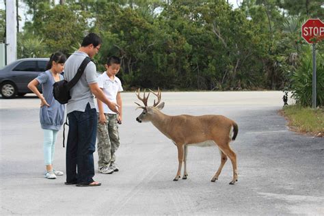 Tiny Key Deer | so cute! | Pinterest | Animal