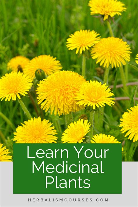 Wild Medicinal Plants – 3 Common Healing Roots | Herbalism, Natural healing remedies, Holistic ...