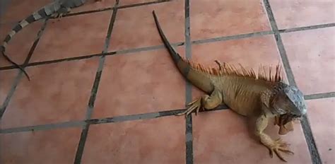 Does Iguanas Tails Grow Back? {Care Guide And What To Do Next} - Pocket ...