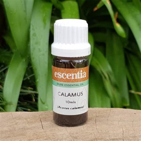 Calamus Essential Oil, 10ml (Escentia) | Organic Choice