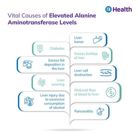 Alanine Aminotransferase (ALT) Test : Normal Range, Results, Cost