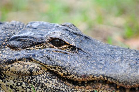 Pictures: Alligators in Florida - Hoy