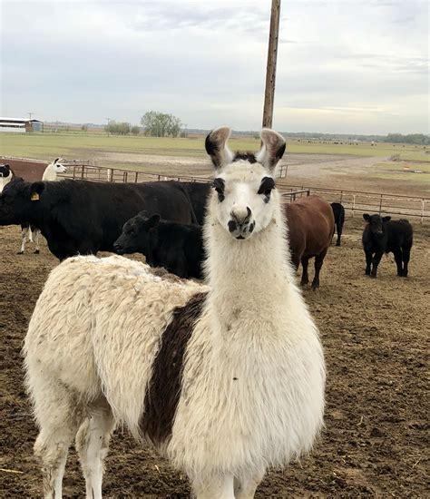 Llamas are awesome to run with your cattle! #llama | Farm life, Ranch farm, Llama