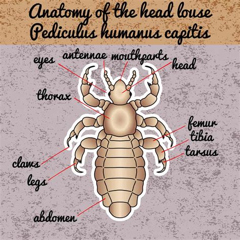 Head Louse Bites