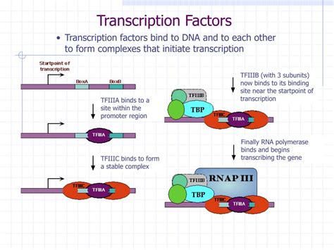 PPT - Sequence features of DNA binding sites reveal structural class of associated transcription ...