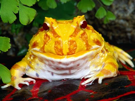 horn frog Why is the horned frog the mascot for TCU?