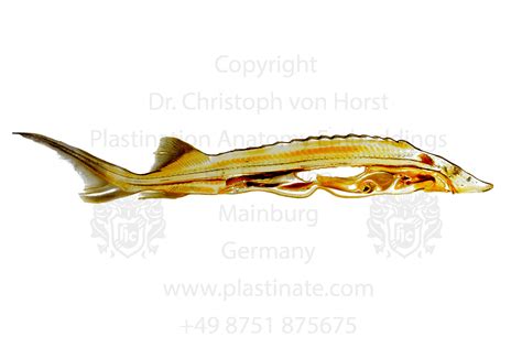 Sturgeon section anatomy print - Plastination shop