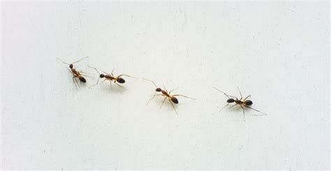 Ants | Complete Termite Solutions