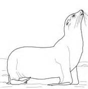 Sea lions coloring pages | Free Coloring Pages